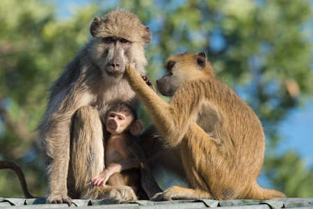 Yellow baboon (Papio cynocephalus) mother daughter and babyの写真素材