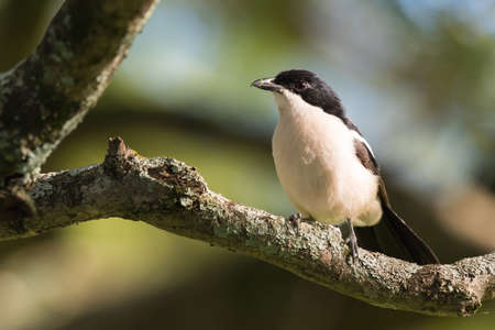 Tropical boubou Laniarius aethiopicus perched on a branch