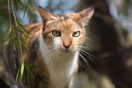 Portrait of a Tri colored house catの写真素材