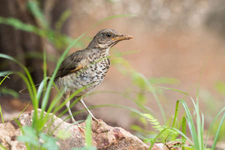 Young African thrush Turdus pelios standing in a garden
