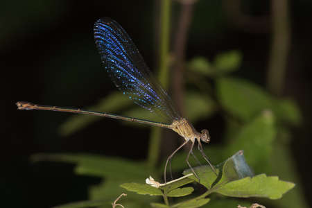 Phaon irridipennis Glistening Demoiselle Family Calopterygidaeの写真素材