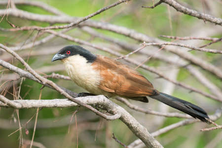 A Senegal Coucal Centropus senegalensis perched on a perchの写真素材