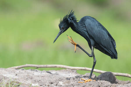 Black Heron Egretta ardesiaca with one leg raised to scratch its neckの写真素材