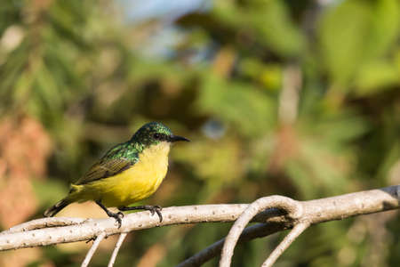 Collared sunbird Hedydipna collaris female perched on a branchの写真素材