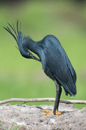 Black Heron Egretta ardesiaca bent over for preeningの写真素材