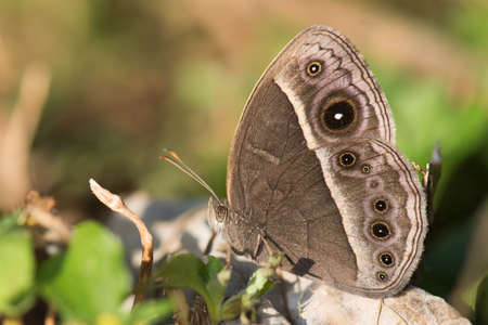 Common Bush Brown butterfly Bicyclus safitza wet season formの写真素材