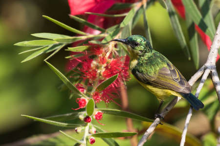 Collared sunbird Hedydipna collaris female perched by a bottlebrush flowerの写真素材