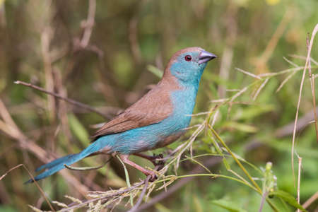 Blue waxbill Uraeginthus angolensis perched in a gardenの写真素材