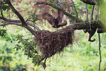 Hamerkop Scopus umbretta landing beside its mate with sticks for nest building