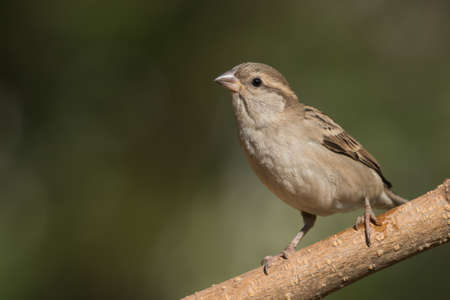 Female House Sparrow Passer domesticus standing on a perchの写真素材
