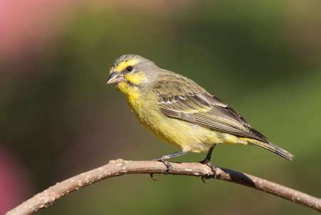 Yellow-fronted canary Crithagra mozambicus perched on a branchの写真素材