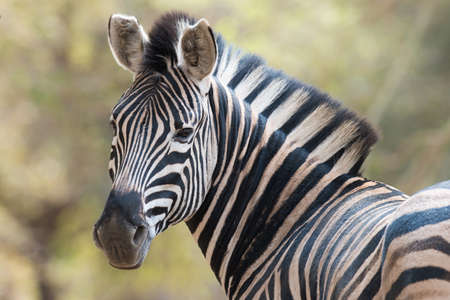 Portrait of a zebra looking back towards the viewerの写真素材