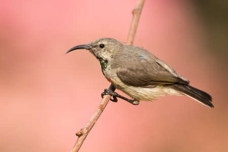 Juvenile male Miombo Double-collared Sunbird Cinnyris manoensis hanging on to a branchの写真素材