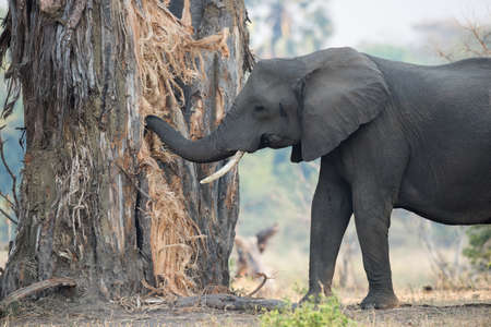 A female African Elephant with one tusk eating and destroying a baobab treeの写真素材
