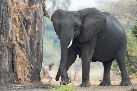 A female African Elephant with one tusk returning to eat the bark from a baobab treeの写真素材