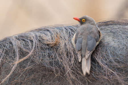 Red-billed oxpecker Buphagus erythrorhynchus sitting on its favourite habitat - the back of a warthogの写真素材