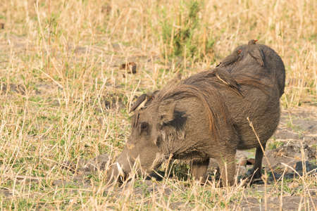 Common warthog Phacochoerus africanus kneeling to eat while being cleaned by four Red-billed oxpeckers Buphagus erythrorhynchusの写真素材