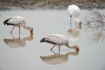 3 Yellow-billed storks Mycteria ibis foraging in a waterholeの写真素材