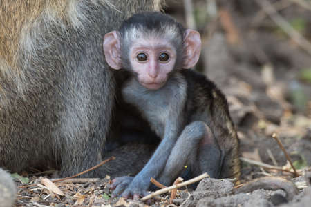 Baby Eastern Vervet monkey (Chlorocebus pygerythrus) staring at the cameraの写真素材