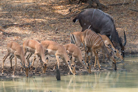 Mixed group of Impala (Aepyceros melampus) and (Nyala (Tragelaphus angasii) drinking together at a waterholeの写真素材
