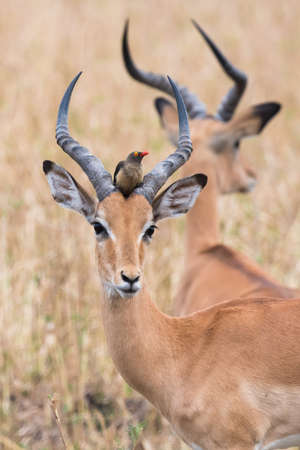 A male impala Aepyceros melampus with a red-billed oxpecker perched in between its hornsの写真素材