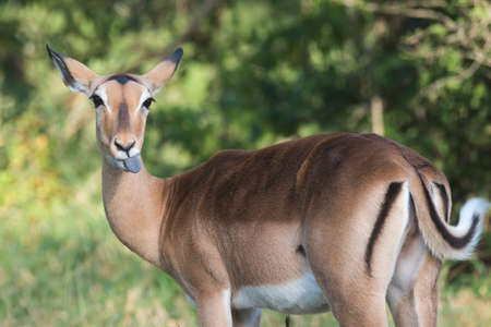 A female impala (Aepyceros melampus) sticking out her tongueの写真素材