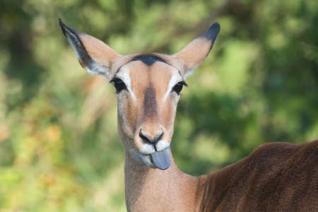 A female impala (Aepyceros melampus) sticking out her tongueの写真素材