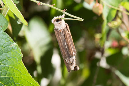 Bagworm moth larva (Eumeta cervinia) protruding from its contructed home eating a vineの写真素材