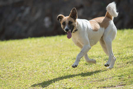 A white and brown patched dog bounding on a lawnの写真素材