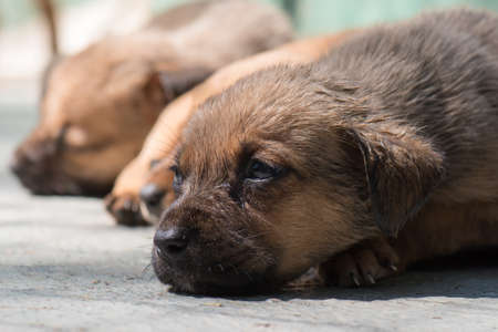 Homeless puppies brought to the animal shelterの写真素材