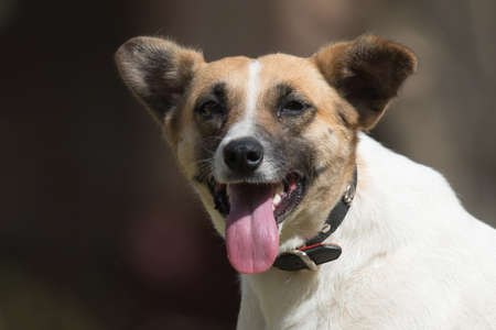 A portrait of a dog with its tongue out, grinningの写真素材