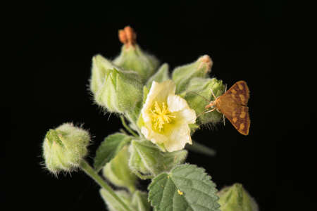 Common Sylph (Meticella orientalis) skipper butterfly resting beside a flowerの写真素材
