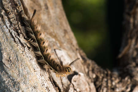 A large, hairy, moth caterpillar from Southern Africa raising its head