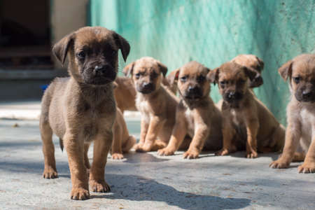 Homeless puppies brought to the animal shelterの写真素材