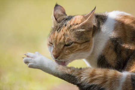 A tri colored house cat cleaning its back legの写真素材