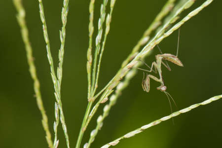 A very, very small praying mantis patrolling a length of grass in seedの写真素材