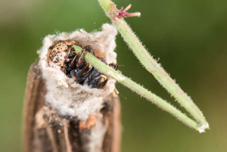 Bagworm moth larva (Eumeta cervinia) protruding from its contructed home eating a vineの写真素材