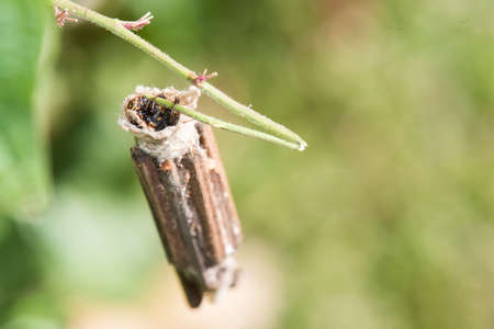 Bagworm moth larva (Eumeta cervinia) protruding from its contructed home eating a vineの写真素材