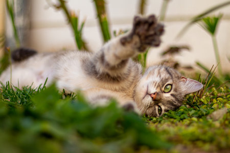 Kitten playing in the gardenの写真素材