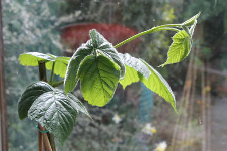 Seedling