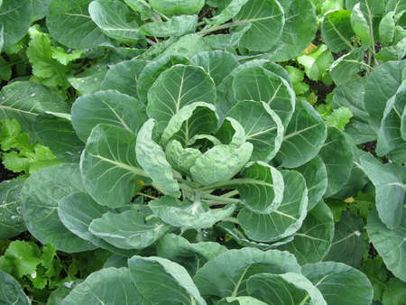 Cabbageの写真素材