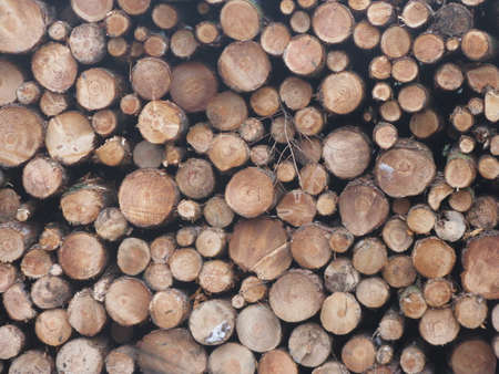cut-down tree trunks