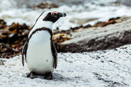 Lonely penguin on the South African coastの写真素材
