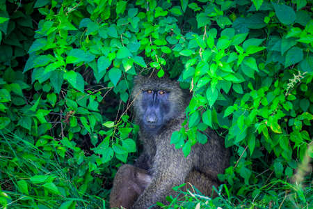 Cute and Dangerous Big Papio anubis monkey in the green leaves of African forest , Ethiopiaの写真素材