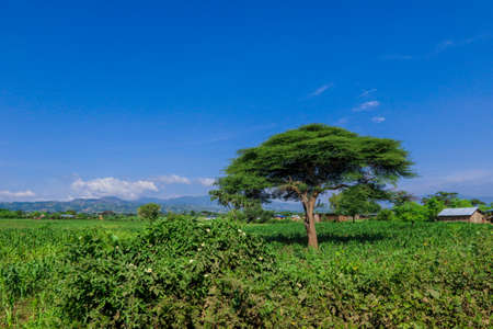 Panoramic View to the Green Trees and Mountains under Cloudy Blue Sky of the Omo River Valley, Ethiopiaの写真素材