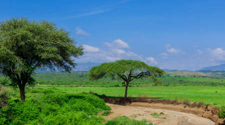 Panoramic View to the Green Trees and Mountains under Cloudy Blue Sky of the Omo River Valley, Ethiopiaの写真素材