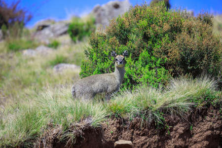 Cute and Small Antelope Klipspringer jumping on the Simien Mountains near Gondar, Ethiopiaの写真素材