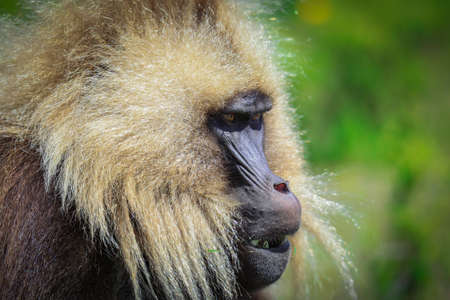 Close up portraits of Endemic Gelada Baboons, also called bleeding-heart monkey, living in the Ethiopian Highlands only, Simien Mountains, Northern Ethiopiaの写真素材