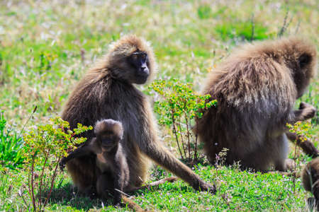 Endemic Gelada Baboons, also called bleeding-heart monkey, eating green grass in the Simien Mountains, Northern Ethiopiaの写真素材