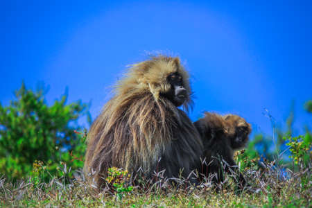 Endemic Gelada Baboons, also called bleeding-heart monkey, eating green grass in the Simien...